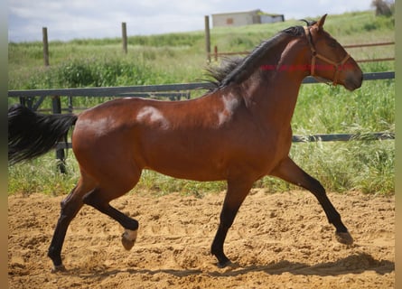 PRE Mix, Wallach, 6 Jahre, 164 cm, Brauner