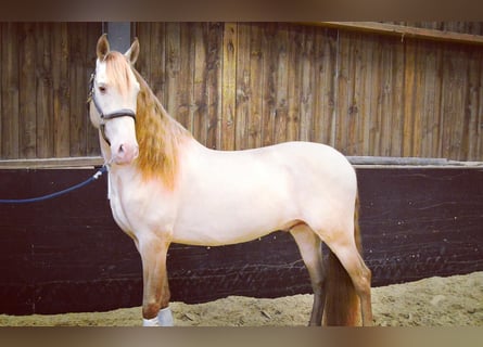 PRE Mix, Wallach, 6 Jahre, 164 cm, Cremello
