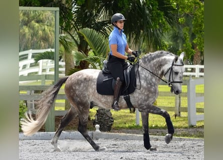 PRE Mix, Wallach, 6 Jahre, 165 cm, Apfelschimmel