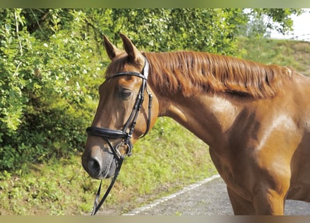 PRE Mix, Wallach, 6 Jahre, 165 cm, Brauner