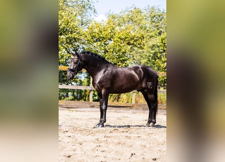 PRE, Wallach, 6 Jahre, 165 cm, Buckskin