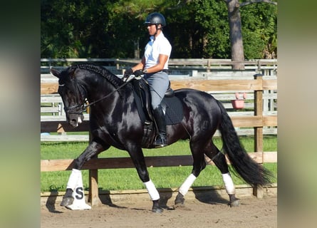 PRE Mix, Wallach, 6 Jahre, 165 cm, Rappe