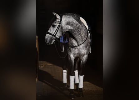 PRE Mix, Wallach, 6 Jahre, 165 cm, Schimmel