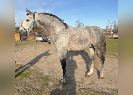 PRE Mix, Wallach, 6 Jahre, 165 cm, Schimmel