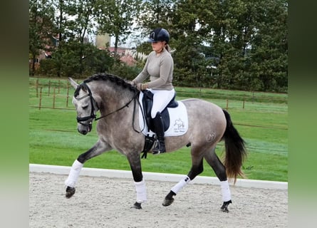 PRE Mix, Wallach, 6 Jahre, 165 cm, Schimmel