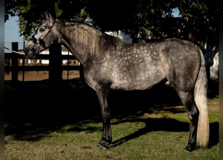 PRE, Wallach, 6 Jahre, 165 cm, Schimmel