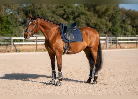 PRE, Wallach, 6 Jahre, 166 cm, Rotbrauner