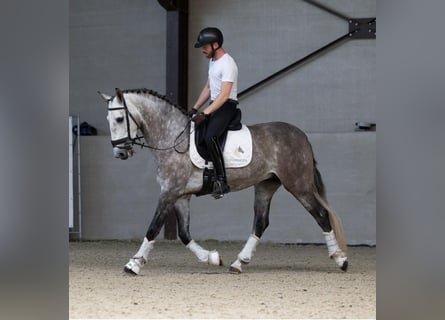 PRE Mix, Wallach, 6 Jahre, 166 cm, Schimmel