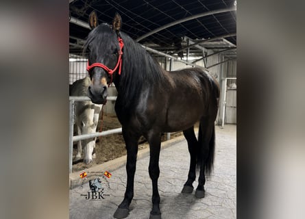 PRE, Wallach, 6 Jahre, 167 cm, Brauner