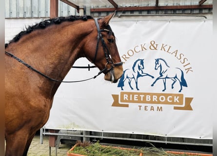 PRE Mix, Wallach, 6 Jahre, 167 cm, Brauner