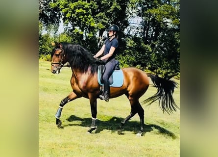 PRE Mix, Wallach, 6 Jahre, 167 cm, Brauner