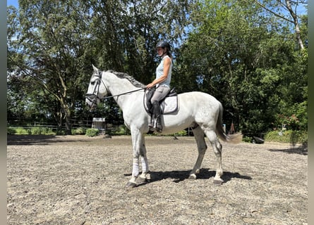PRE, Wallach, 6 Jahre, 167 cm, Perlino