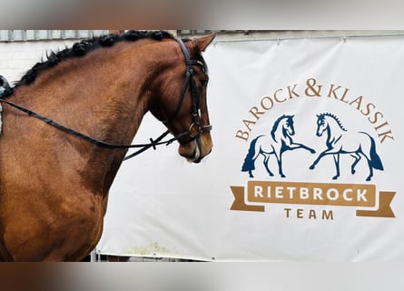 PRE, Wallach, 6 Jahre, 167 cm, Perlino