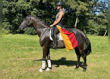 PRE, Wallach, 6 Jahre, 167 cm, Perlino