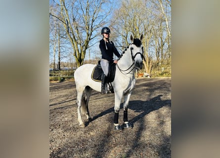 PRE, Wallach, 6 Jahre, 167 cm, Perlino