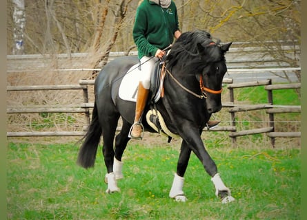 PRE Mix, Wallach, 6 Jahre, 167 cm, Rappe