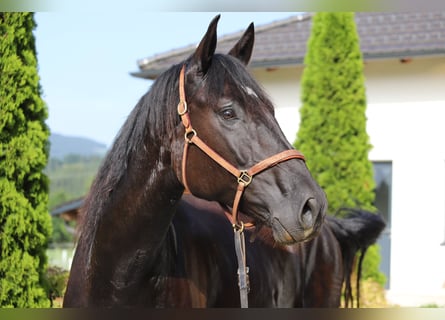 PRE Mix, Wallach, 6 Jahre, 167 cm, Rappe