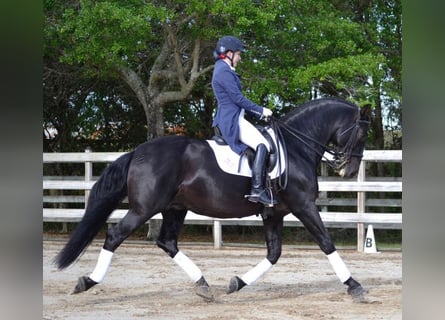 PRE Mix, Wallach, 6 Jahre, 167 cm, Rappe