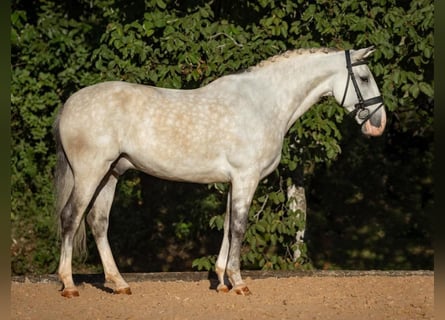 PRE, Wallach, 6 Jahre, 167 cm, Schimmel