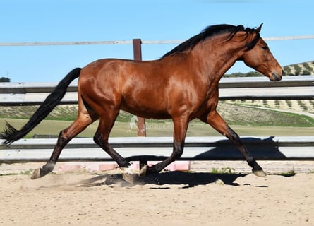 PRE, Wallach, 6 Jahre, 168 cm, Brauner