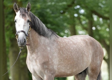 PRE, Wallach, 6 Jahre, 168 cm