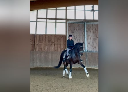 PRE, Wallach, 6 Jahre, 168 cm, Dunkelbrauner