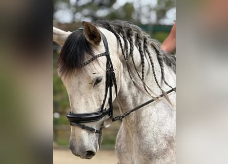 PRE Mix, Wallach, 6 Jahre, 168 cm, Schimmel