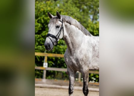PRE, Wallach, 6 Jahre, 168 cm, Schimmel