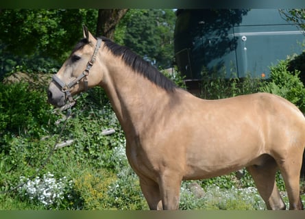 PRE Mix, Wallach, 6 Jahre, 169 cm, Buckskin