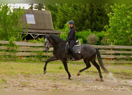 PRE, Wallach, 6 Jahre, 170 cm, Rappschimmel
