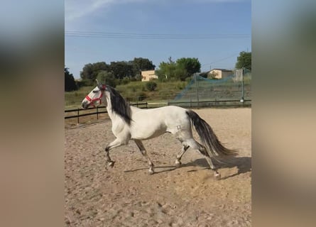 PRE Mix, Wallach, 6 Jahre, 170 cm, Schimmel