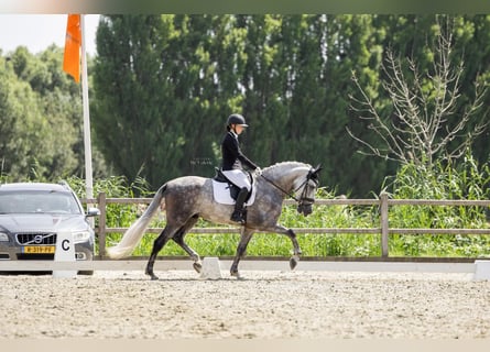 PRE Mix, Wallach, 6 Jahre, 170 cm, Schimmel