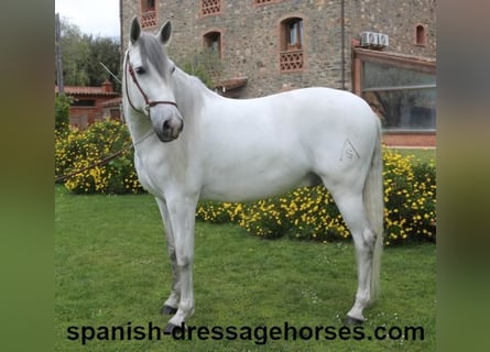 PRE Mix, Wallach, 6 Jahre, 170 cm, Schimmel