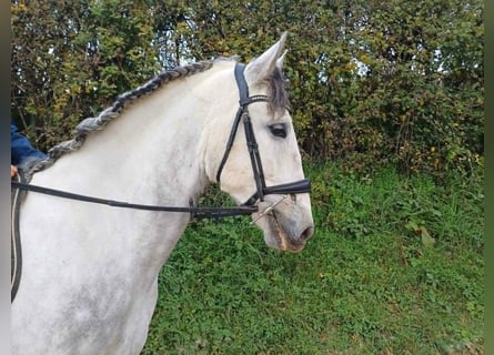 PRE Mix, Wallach, 6 Jahre, 171 cm, Schimmel