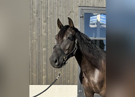 PRE Mix, Wallach, 7 Jahre, 158 cm, Rappe