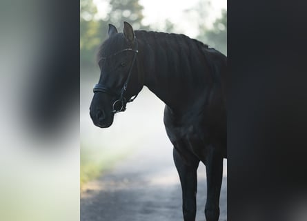 PRE Mix, Wallach, 7 Jahre, 160 cm, Rappe