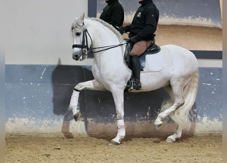 PRE Mix, Wallach, 7 Jahre, 160 cm, Schimmel