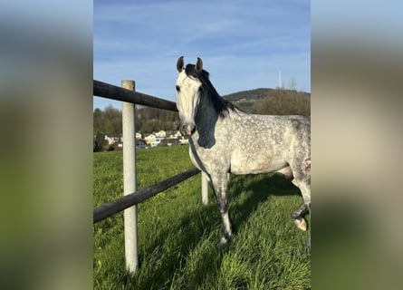 PRE Mix, Wallach, 7 Jahre, 162 cm, Apfelschimmel