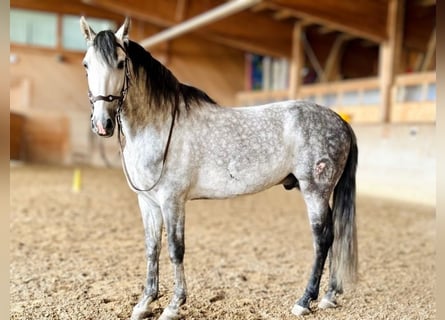 PRE Mix, Wallach, 7 Jahre, 162 cm, Apfelschimmel