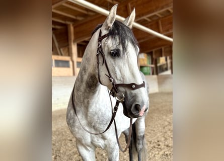 PRE Mix, Wallach, 7 Jahre, 162 cm, Apfelschimmel