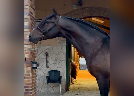 PRE, Wallach, 7 Jahre, 162 cm, Dunkelbrauner
