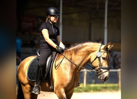 PRE Mix, Wallach, 7 Jahre, 162 cm, Falbe