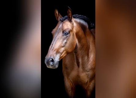 PRE Mix, Wallach, 7 Jahre, 163 cm, Dunkelbrauner