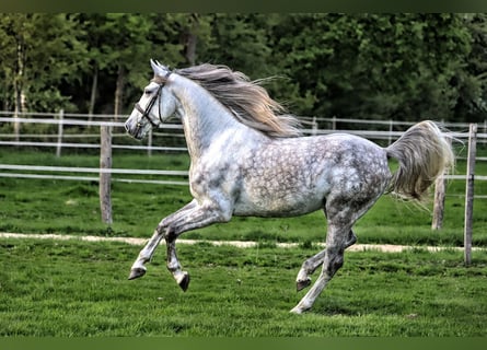 PRE Mix, Wallach, 7 Jahre, 163 cm, Schimmel