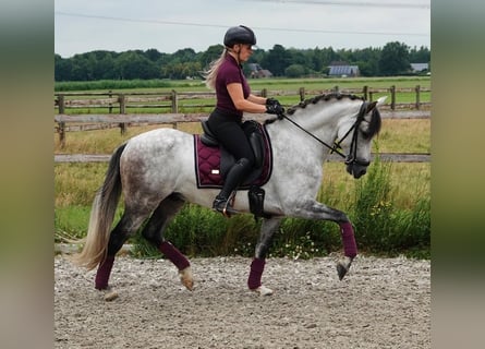 PRE Mix, Wallach, 7 Jahre, 165 cm, Apfelschimmel