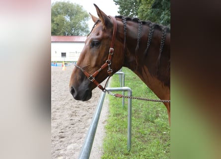 PRE Mix, Wallach, 7 Jahre, 165 cm, Brauner