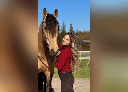 PRE Mix, Wallach, 7 Jahre, 165 cm, Buckskin