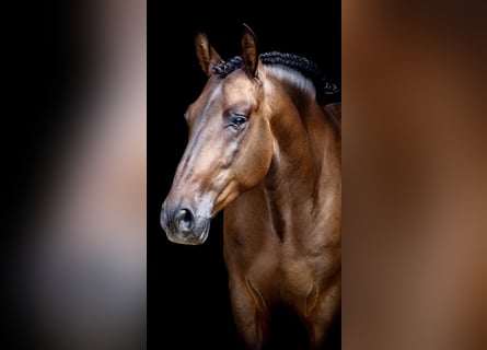 PRE, Wallach, 7 Jahre, 165 cm, Dunkelbrauner