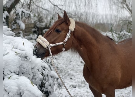 PRE Mix, Wallach, 7 Jahre, 165 cm, Fuchs