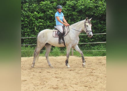 PRE Mix, Wallach, 7 Jahre, 165 cm, Schimmel